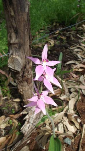 Caladenia latifolia - Pink Fairy - DSCF6965.JPG